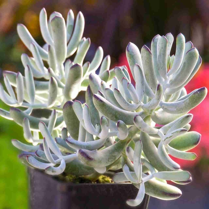 Senecio serpens суккулент