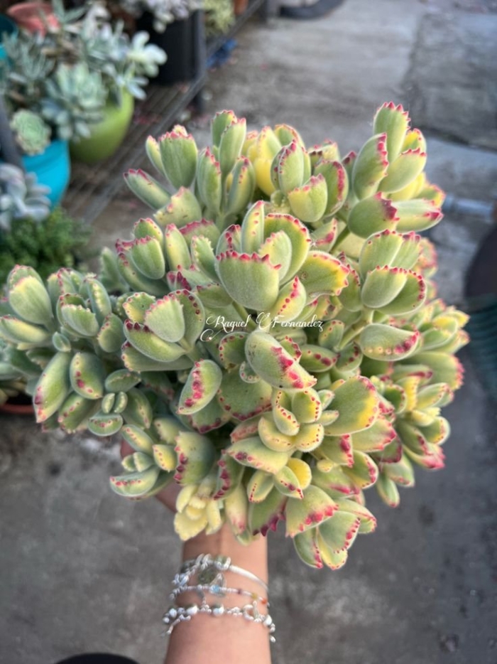 Котиледон ладисми суккулент