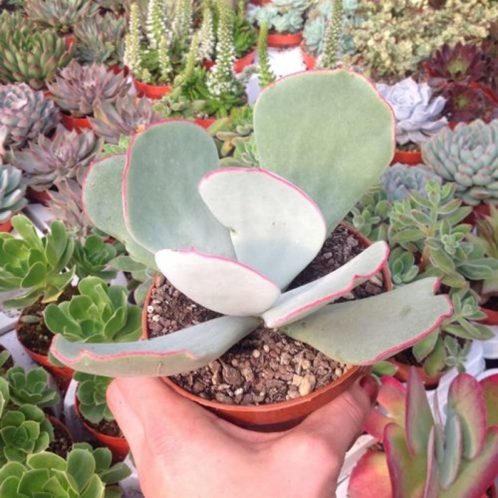 Котиледон аусана