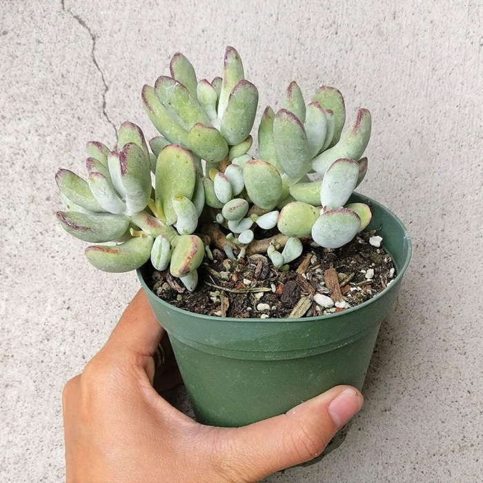Cotyledon orbiculata