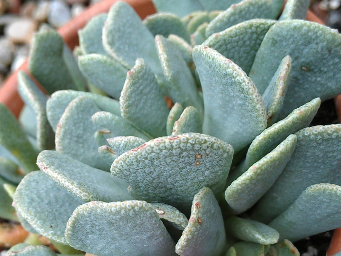 Суккулент крассула текта