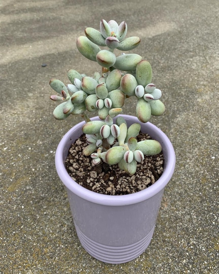 Cotyledon orbiculata суккулент