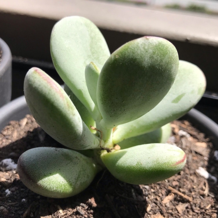 Pachyphytum oviferum