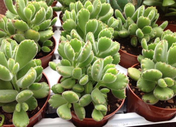 Котиледон медвежья лапа