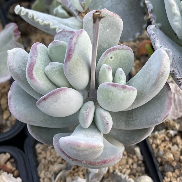 Котиледон суккулент