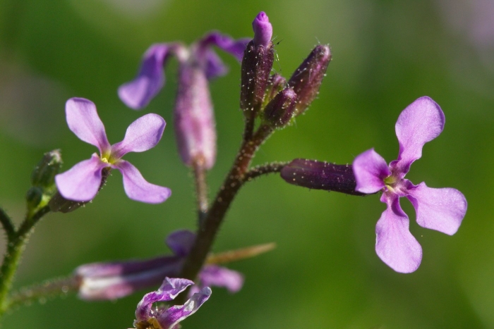 Hesperis matronalis