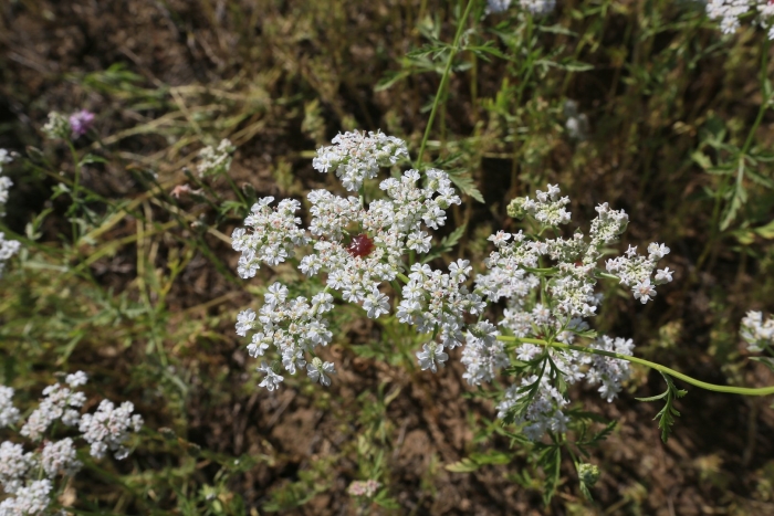 Болиголов пятнистый