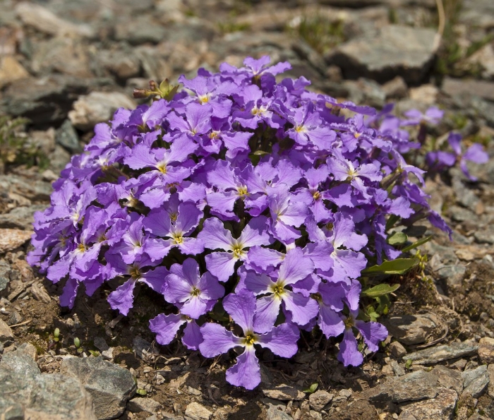 Обриета дельтовидная