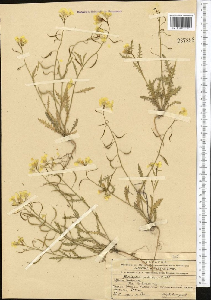 Желтушник раскидистый гербарий