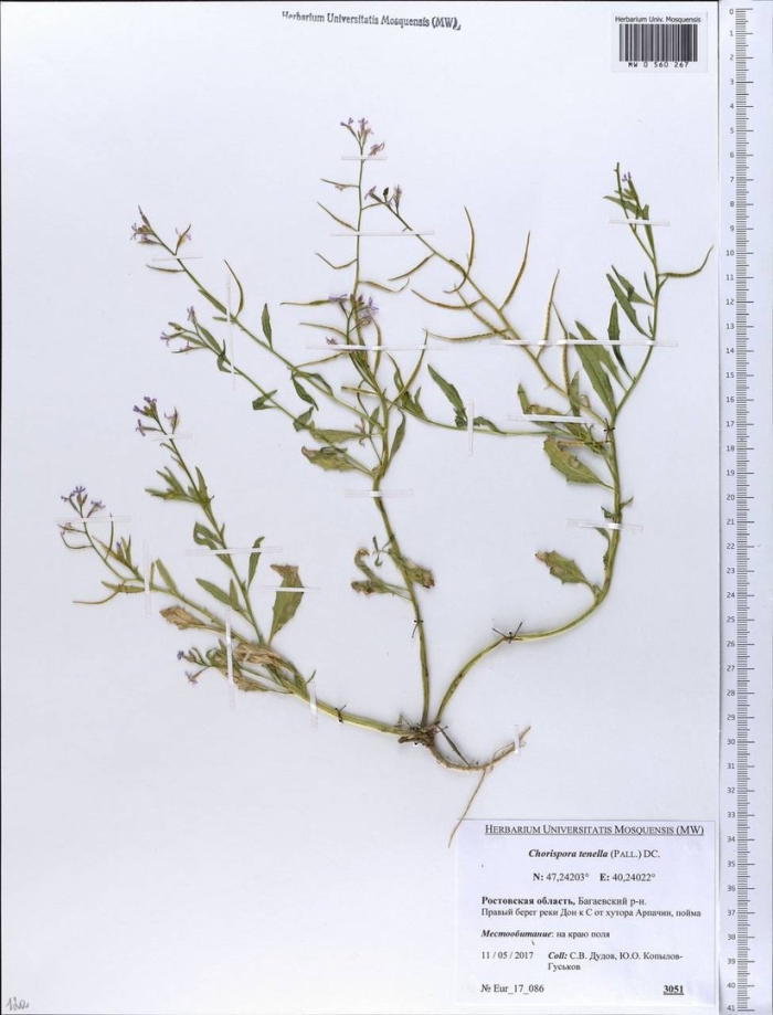 Хориспора гербарий