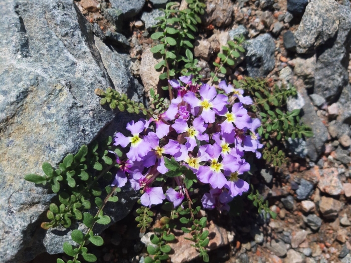 Обриета дельтовидная аубреция