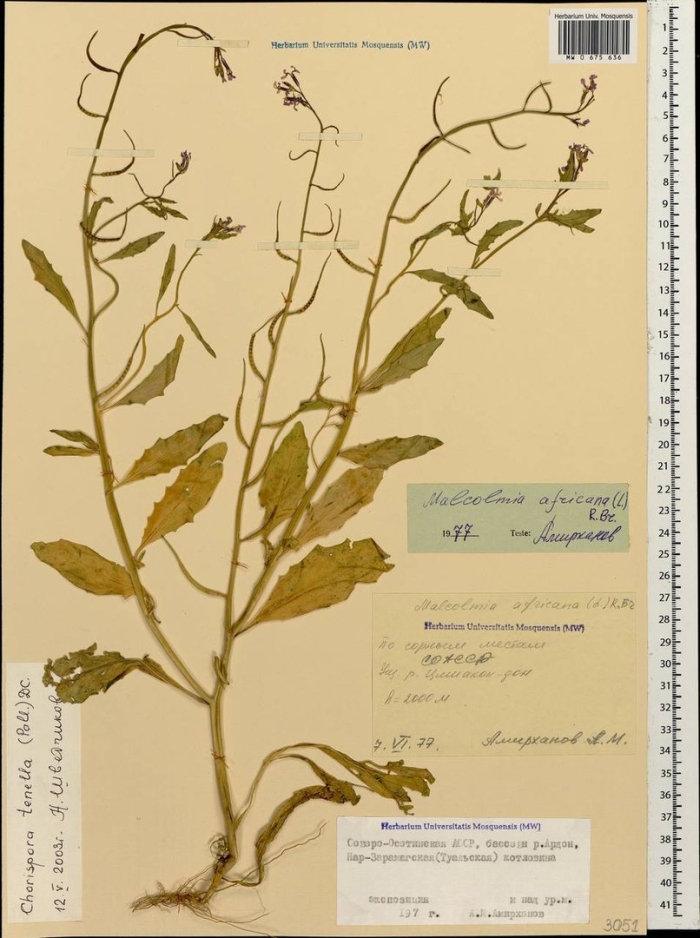 Пастушья сумка обыкновенная гербарий