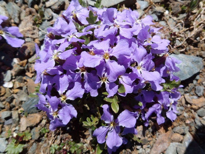 Orychophragmus violaceus
