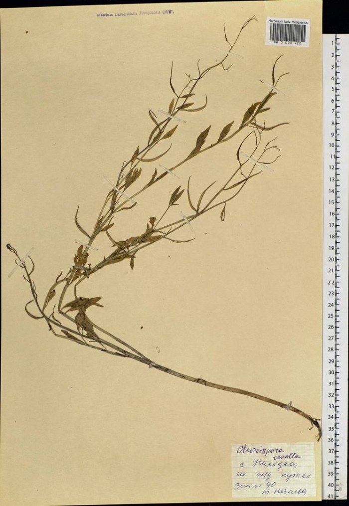 Горец птичий гербарий спорыш