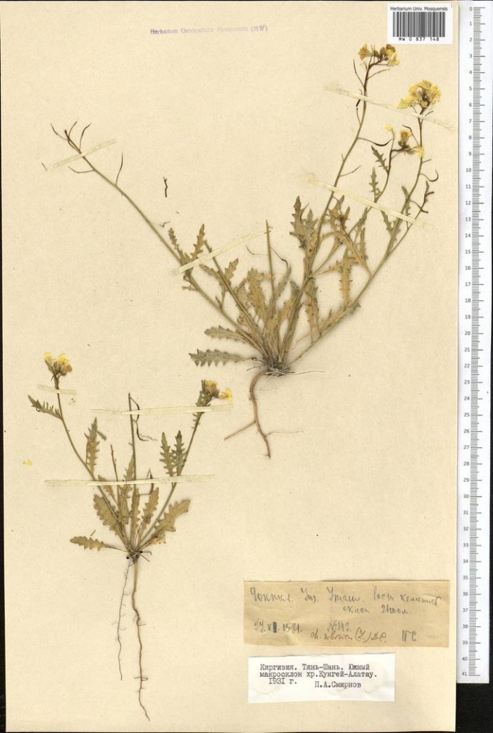 Пупавка красильная гербарий