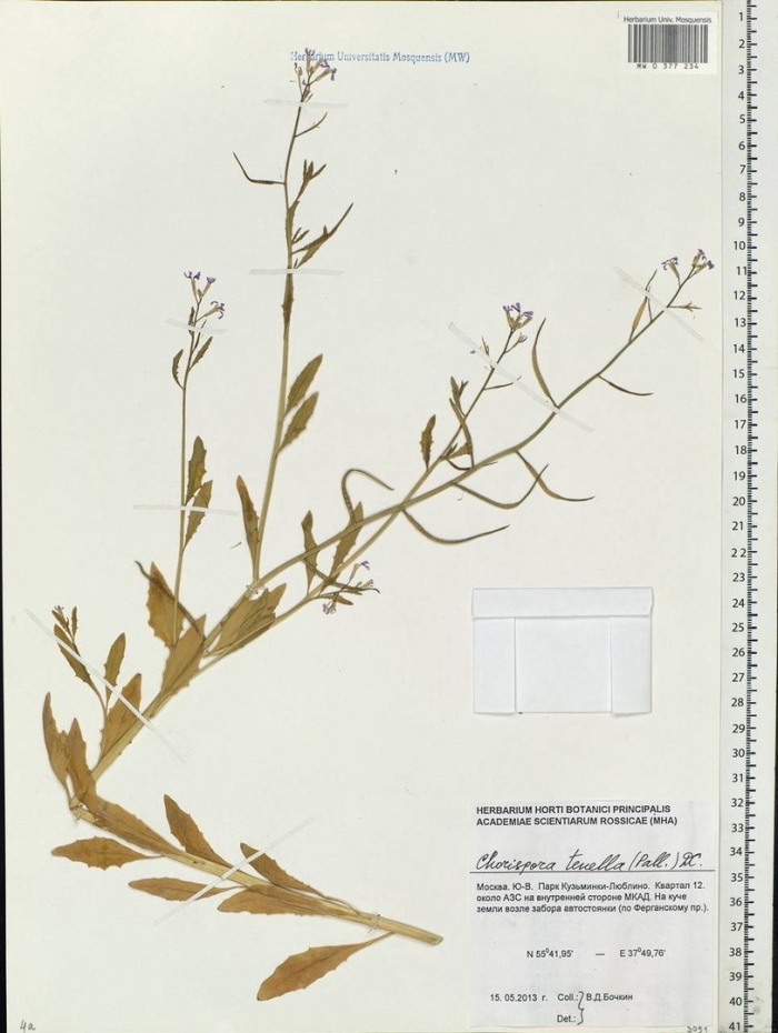 Хориспора тоненькая