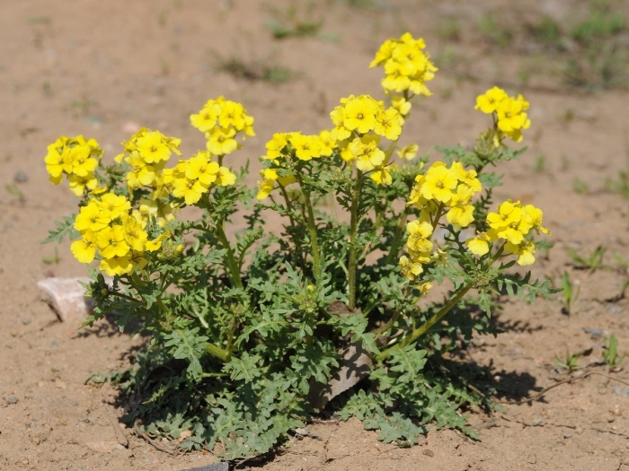Горчица сарептская brassica juncea
