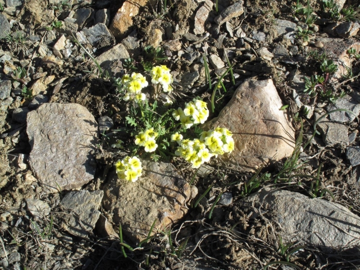 Крупка бруниелистная (draba bruniifolia)