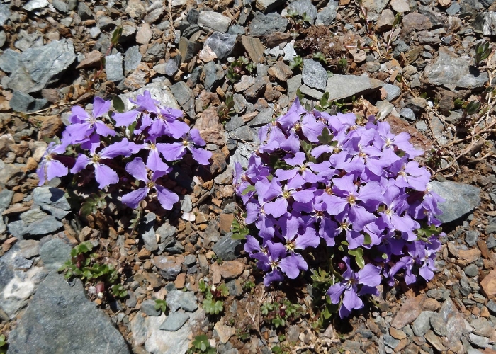 Обриета гибридная