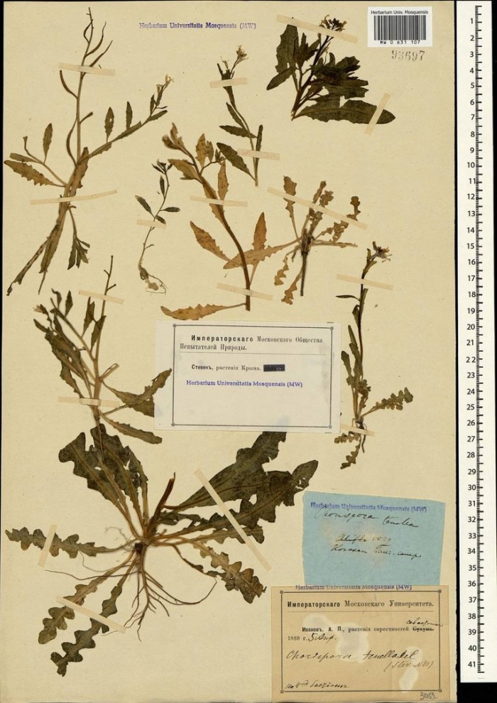 Пастушья сумка обыкновенная