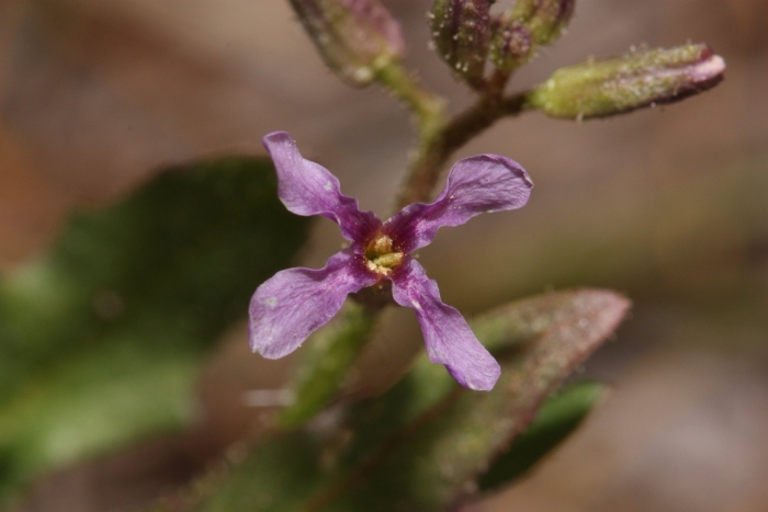 Chorispora tenella