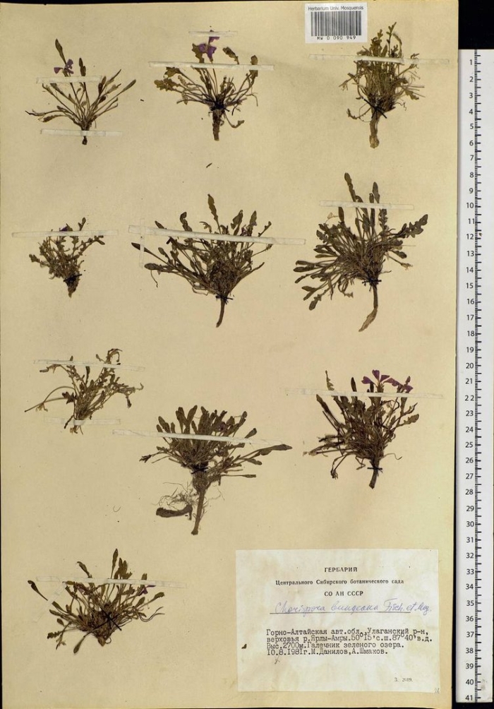 Лейоспора бесстебельная