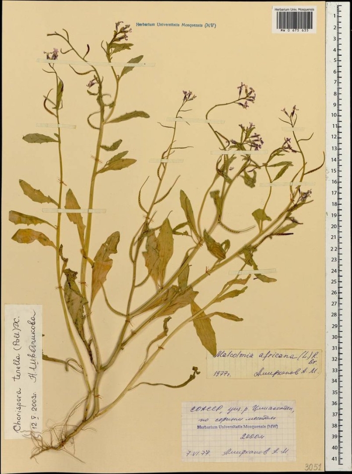 Хориспора тоненькая