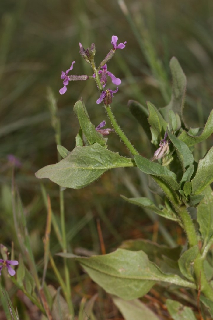 Хориспора сибирская