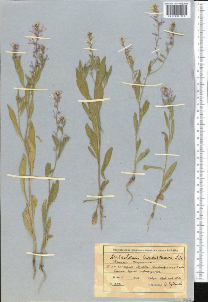 Пастушья сумка обыкновенная гербарий