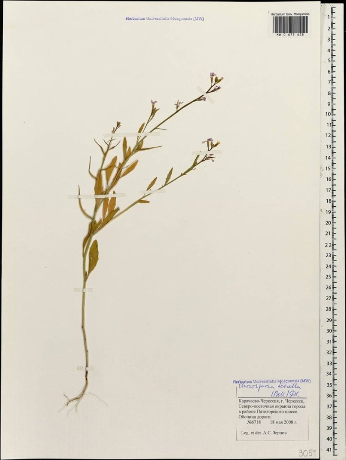 Хориспора нежная