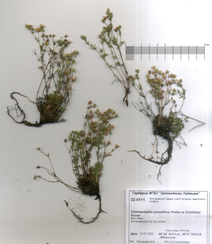 Крупка перелесковая гербарий