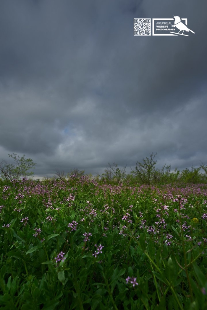 Цветущее поле