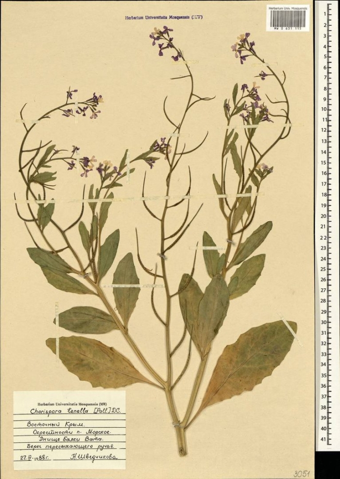 Hesperis sibirica