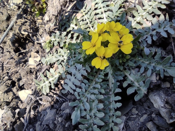 Физария альпийская