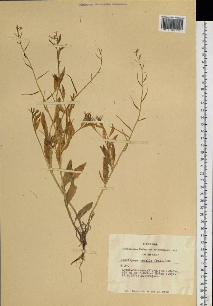Хориспора нежная chorispora tenella (pall.) dc.