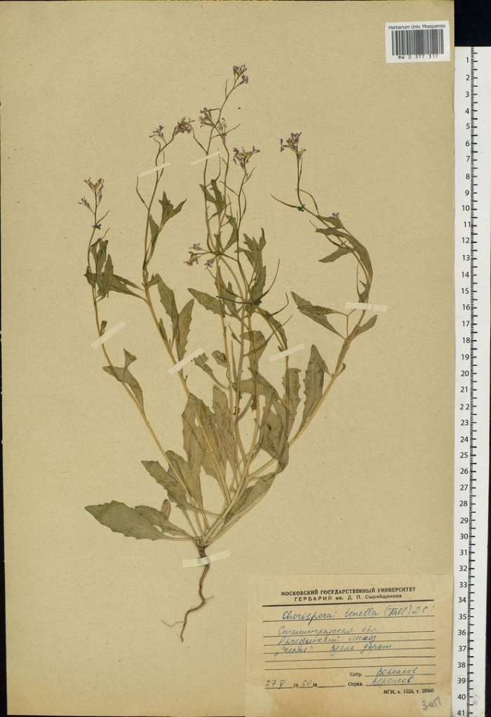 Пастушья сумка трава гербарий