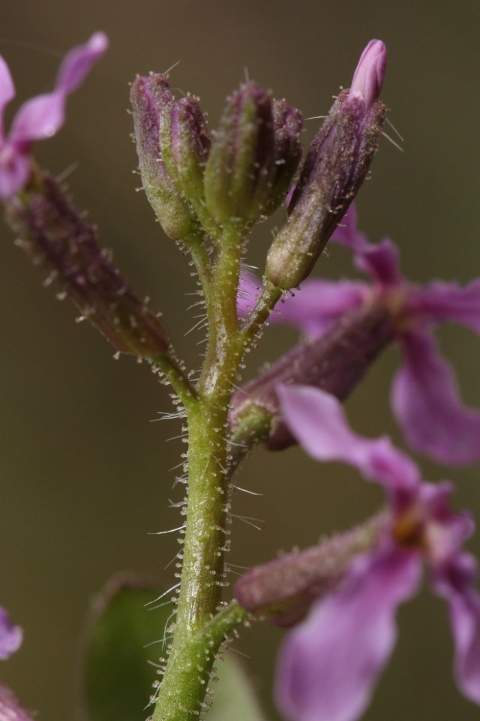 Stylidium graminifolium