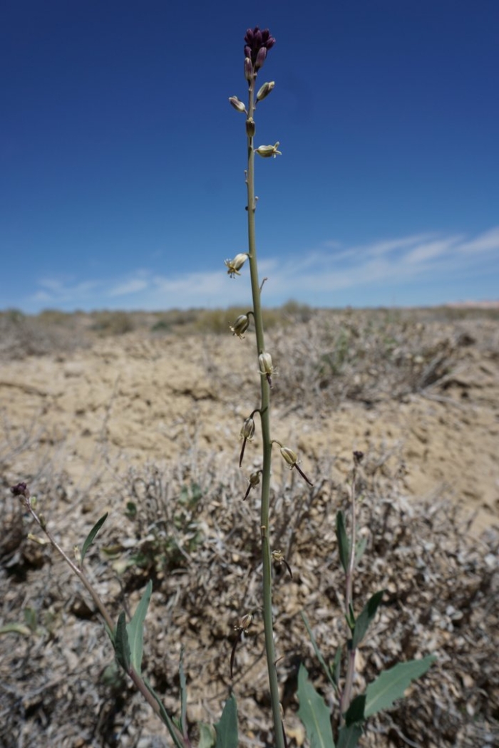 Streptanthella longirostris
