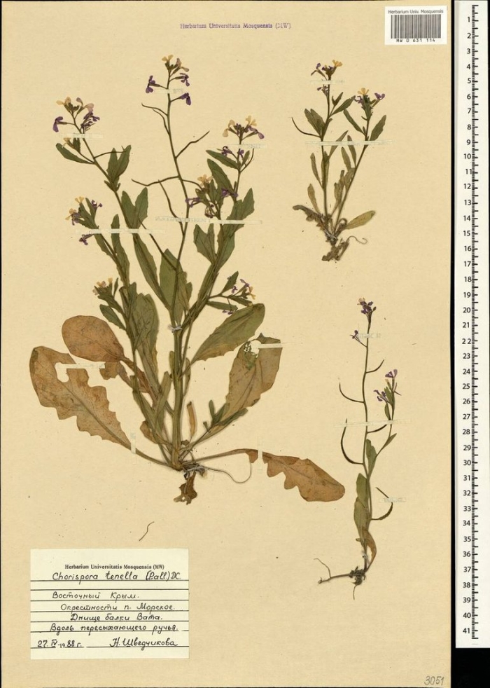 Пастушья сумка гербарий