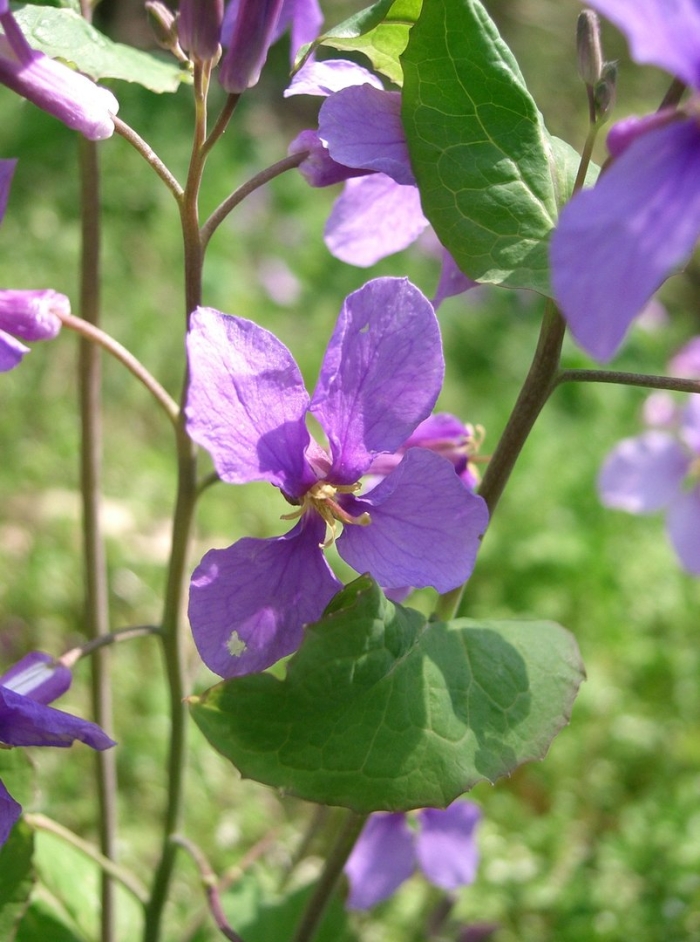 Орихофрагмус фиолетовый