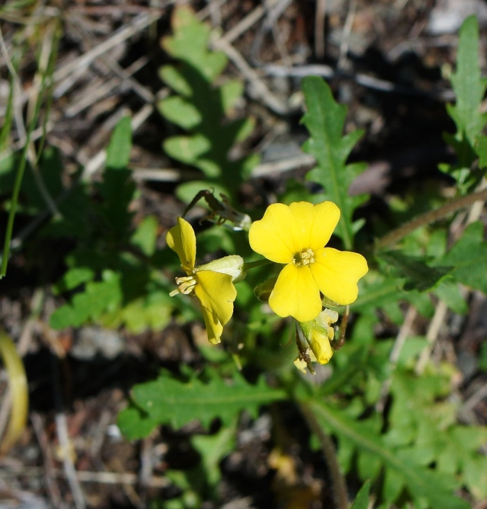 Diplotaxis tenuifolia