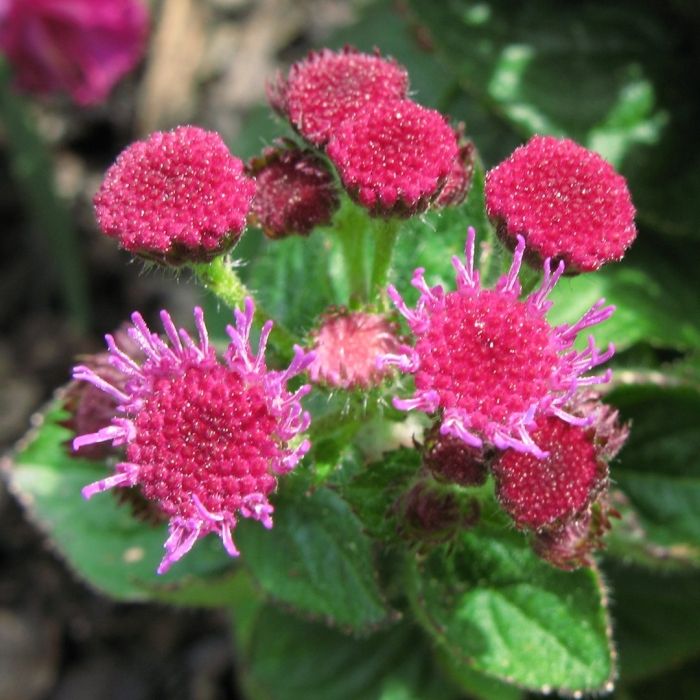 Агератум красный