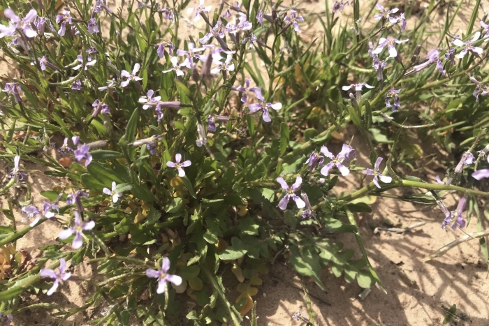 Маттиола двурогая ночная фиалка