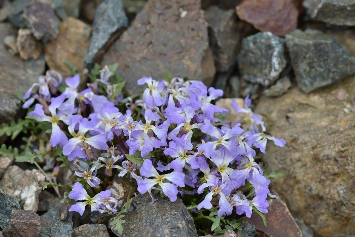 Маттиола двурогая