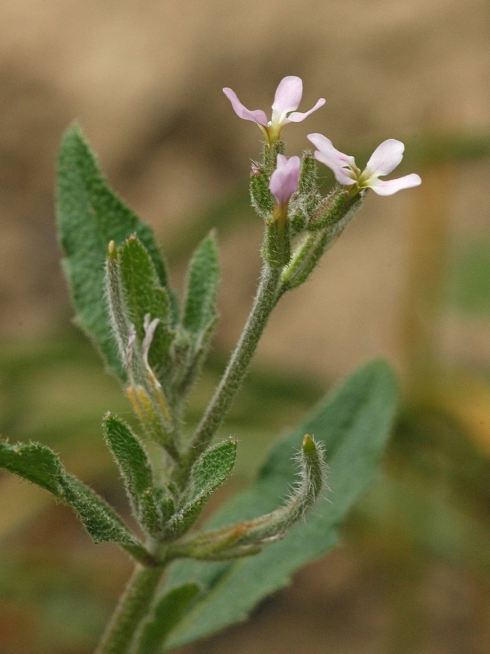 Малькольмия африканская