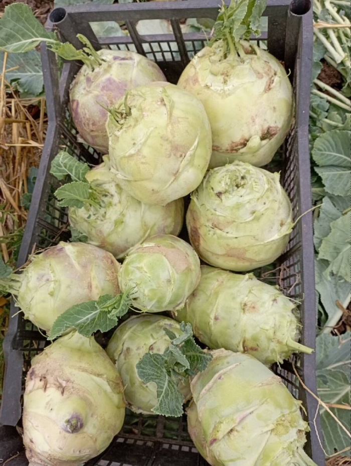 Сорт капусты