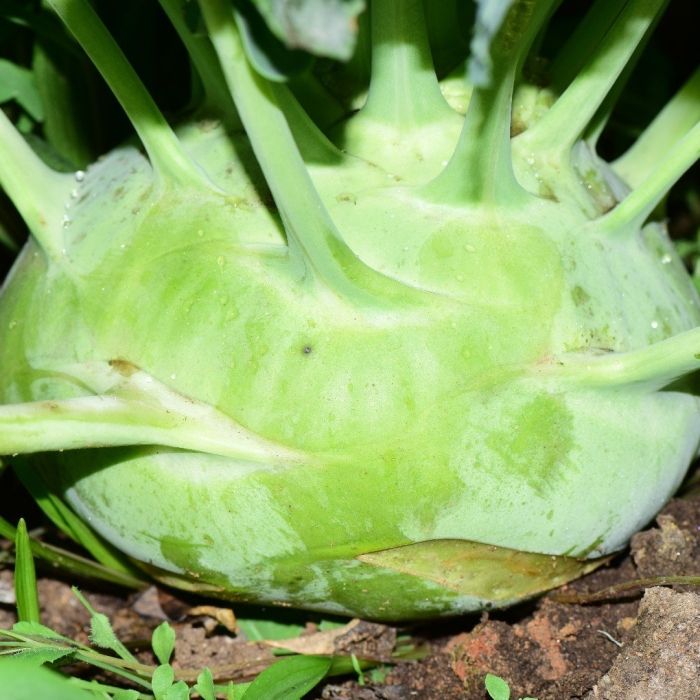 Семена капуста кольраби гигант