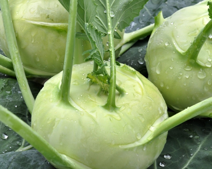 Капуста кольраби