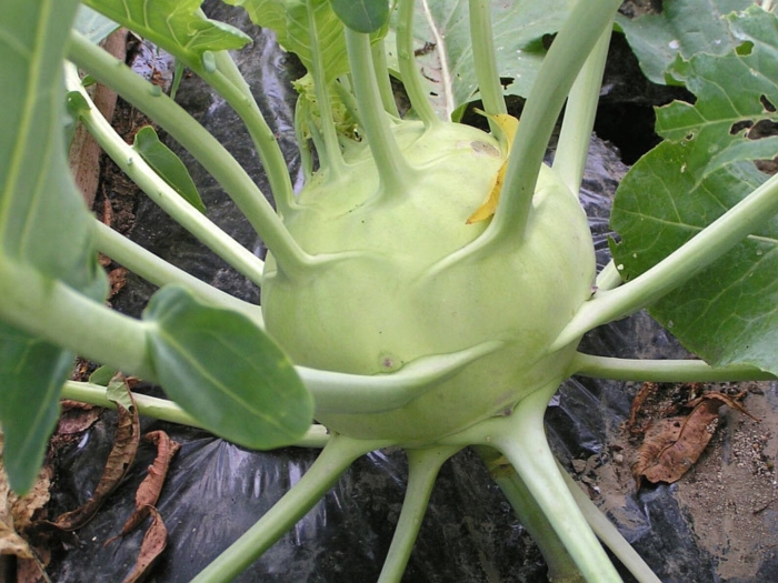 Капуста кольраби