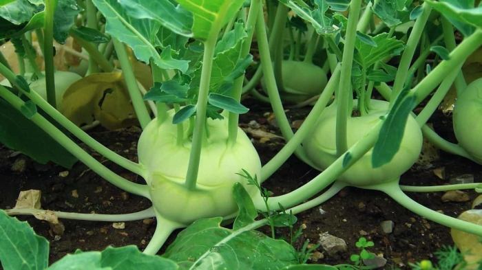 Капуста кольраби венская белая 1350